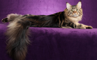 Cat purple couch longhair glamor - glamor pose free wallpaper for desktop