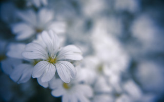 White flower bokeh shallow depth - white flower free wallpaper