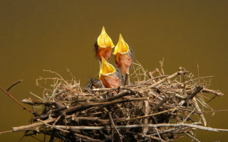 Bird nest young birds beaks - young free wallpaper