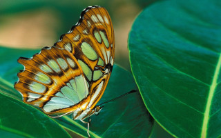 Butterfly greenleaf sunnyforest macrocloisonnism nohumans - a. hoffmann free wallpaper