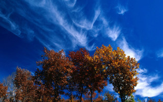 Autumn trees bench clouds nature - a couple of trees free wallpaper