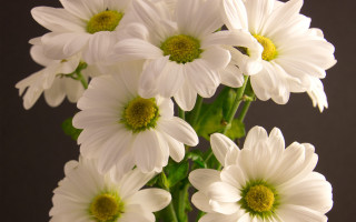 White flower vase macro bouquet - a black background behind them free wallpaper
