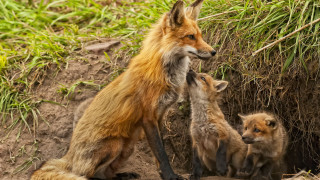 Mother fox two cubs dirt - furry free wallpaper