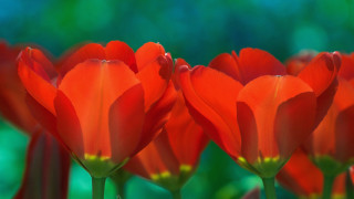 Red flower closeup macro blurry - green leaf and grass free wallpaper