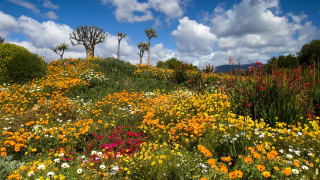 Flower field trees clouds sky 2 - charlotte nasmyth free wallpaper