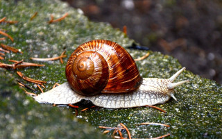 Snail mossy ground ecological fibonacci - a snail free wallpaper for desktop