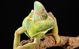 Green orange chameleon branch mouth - david young cameron free wallpaper