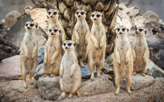 Meerkats rocks tree background incoherent - animal free wallpaper for desktop