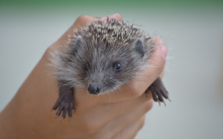Small hedgehog hand blue eyes - a persons hand free wallpaper