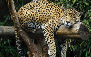 Leopard sitting on branch resting - a log free wallpaper