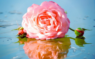 Pink rose water reflection outdoors - its reflection free wallpaper