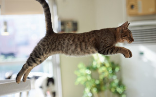 Cat jumping kitchen plant blurry - action pose free wallpaper