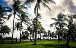 Grassy palm trees cloudy sky - a grassy area free wallpaper