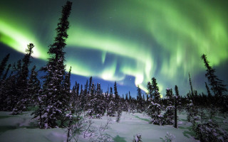 Aurora borealis snowy forest night - aurora free wallpaper