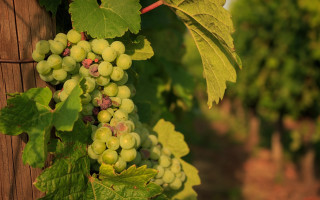 Grapes vineyard winery france impressionism - vine free wallpaper for desktop