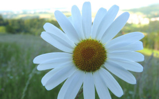 White flower sunflower field outdoors - photorealistic imagery free wallpaper