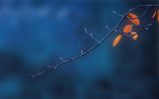 Branch leaves blue sky photorealistic - choi buk free wallpaper