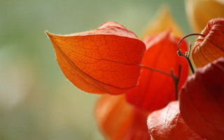 Red flower macro blurry background 3 - a single leaf free wallpaper