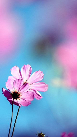 Pink flower blue background blurry 2 - a pink flower free wallpaper for mobile
