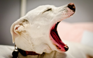 Dog open mouth tongue out - tongue free wallpaper