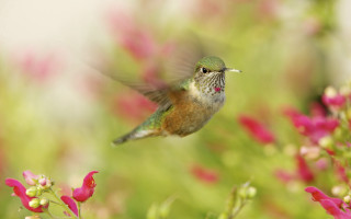 Hummingbird flower field bokeh realistic - a hummingbird free wallpaper