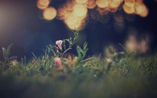 Blurry flower grass bokeh microscopic - claire dalby free wallpaper for desktop