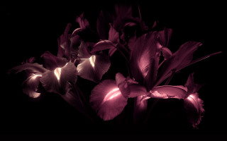 Flowers dark shadows raytraced bug - the flower free wallpaper