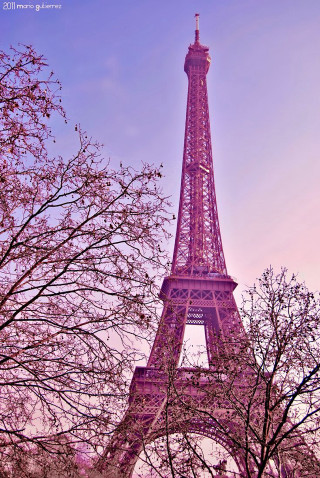 Pink eiffel tower paris blooming - paris school free wallpaper for mobile