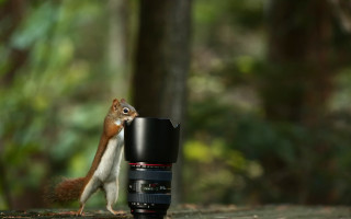 Squirrel camera macro bokeh nature - the ground next free wallpaper