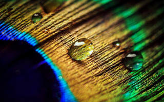 Peacock feather water drops holography - water free wallpaper for desktop