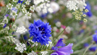 Flowers vase table blue white - a bunch of flowers free wallpaper
