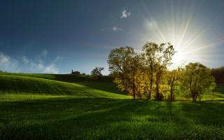 Grassy field trees sun blue - a bright sun in the background free wallpaper