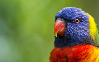 Colorful bird red yellow blue - face and head free wallpaper for desktop