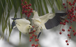 Birds berries branch fight flying - red berry free wallpaper