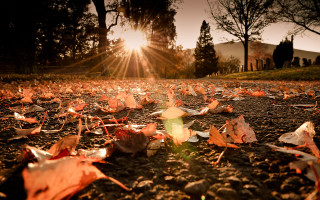 Autumn leaves sunshine trees forest - the ground and the sun free wallpaper