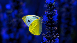Yellow butterfly purple flower blue - blue flower free wallpaper