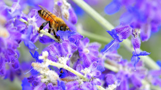 Bee purple flower macro blurry 2 - blue flower free wallpaper