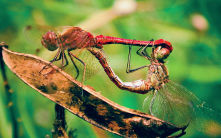 Dragonflies fighting leaf forest macro - photograph free wallpaper for desktop