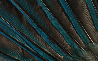 Peacock feathers blue brown black - high detail free wallpaper