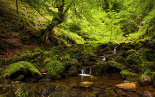 Lush forest stream waterfall rocks 3 - a lush green forest free wallpaper