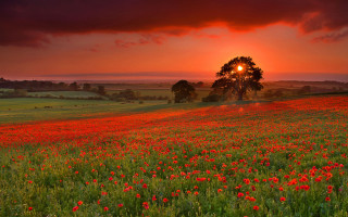 Flower field sunset tree red - a field of flowers free wallpaper for desktop