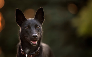 Black dog smiling collar portrait - his face free wallpaper