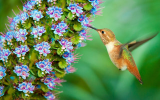 Hummingbird purpleflower greenleaves blueflower macro - a hummingbird free wallpaper