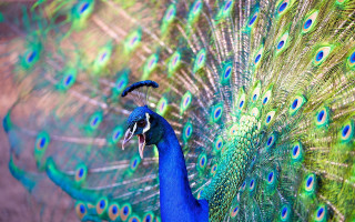 Peacock open feathers vivid color - a peacock free wallpaper for desktop