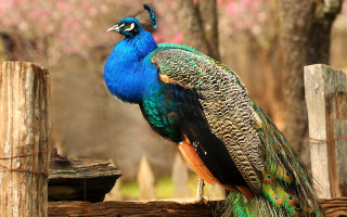 Peacock fence post vivid colors - a peacock free wallpaper for desktop