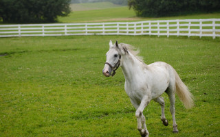 White horse field fence trees - a white horse free wallpaper for desktop