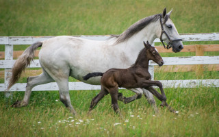 Horse foal running field flowers - tonalism free wallpaper