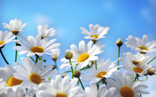 Daisies vase table blue sky 3 - ammi phillips free wallpaper