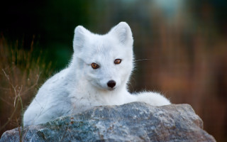 White fox sitting rock sad - a white fox free wallpaper