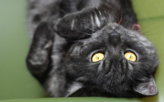 Black cat yellow eyes green - a green chair free wallpaper